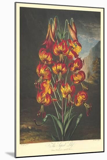 The Supurb Lily-null-Mounted Art Print