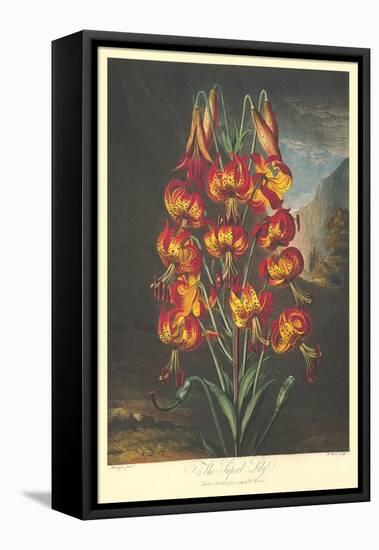 The Supurb Lily-null-Framed Stretched Canvas