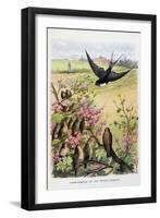 The Swallow and the Little Birds, La Fontaine's Fables-Gustave Fraipont-Framed Art Print