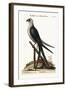 The Swallow-Tail Hawk, 1749-73-Mark Catesby-Framed Giclee Print