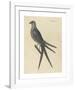 The Swallow Tail Hawk-Mark Catesby-Framed Premium Giclee Print