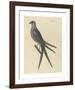 The Swallow Tail Hawk-Mark Catesby-Framed Premium Giclee Print