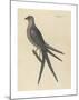 The Swallow Tail Hawk-Mark Catesby-Mounted Premium Giclee Print