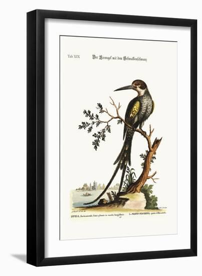 The Swallow-Tailed Kingfisher, 1749-73-George Edwards-Framed Giclee Print