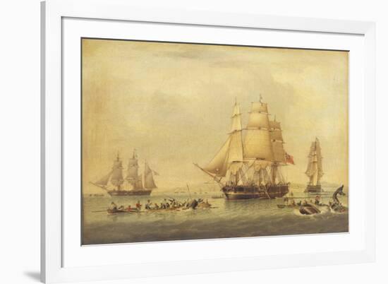 The 'Swan' and 'Isabella' Whaling in the Arctic-John of Hull Ward-Framed Giclee Print