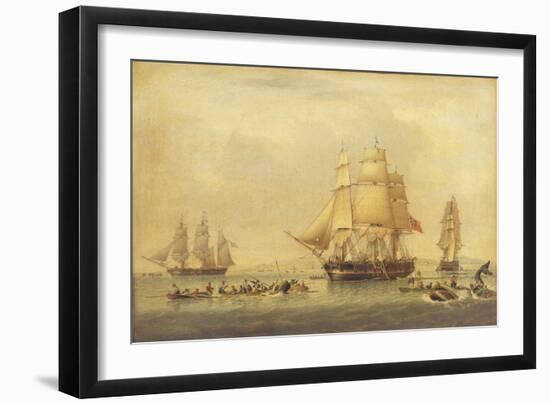 The 'Swan' and 'Isabella' Whaling in the Arctic-John of Hull Ward-Framed Giclee Print