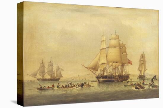 The 'Swan' and 'Isabella' Whaling in the Arctic-John of Hull Ward-Stretched Canvas
