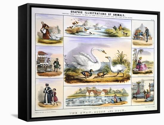 The Swan, Goose and Duck, C1850-Benjamin Waterhouse Hawkins-Framed Stretched Canvas