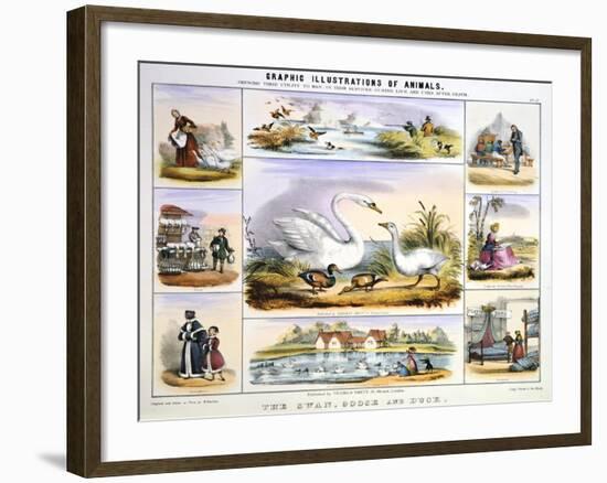 The Swan, Goose and Duck, C1850-Benjamin Waterhouse Hawkins-Framed Giclee Print