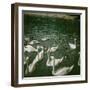 The Swans of the Jardin D'Acclimatation, Paris (XVIth Arrondissement), Circa 1890-1895-Leon, Levy et Fils-Framed Photographic Print