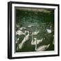 The Swans of the Jardin D'Acclimatation, Paris (XVIth Arrondissement), Circa 1890-1895-Leon, Levy et Fils-Framed Photographic Print