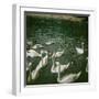 The Swans of the Jardin D'Acclimatation, Paris (XVIth Arrondissement), Circa 1890-1895-Leon, Levy et Fils-Framed Photographic Print