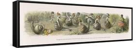 The Swiftest Snails in Fairyland-Richard Doyle-Framed Stretched Canvas
