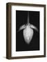 The Sword Flower-Philippe Sainte-Laudy-Framed Photographic Print