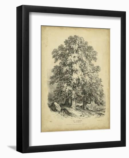 The Sycamore-George Barnard-Framed Art Print