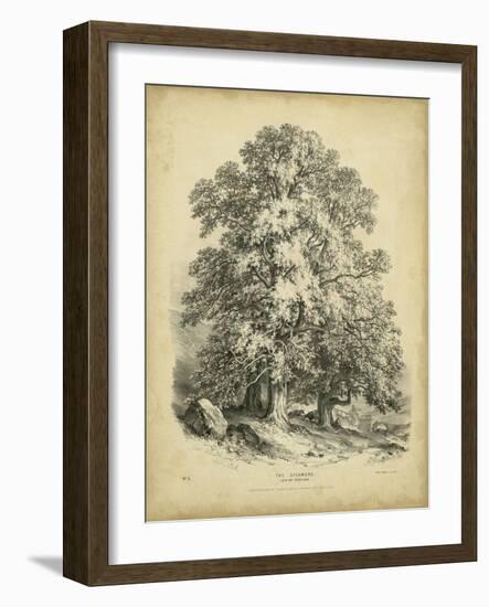 The Sycamore-George Barnard-Framed Art Print