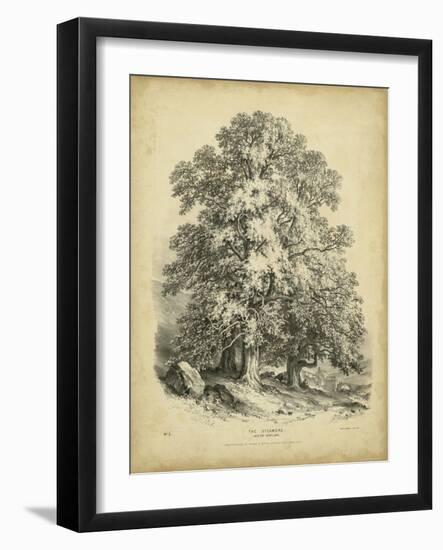 The Sycamore-George Barnard-Framed Art Print