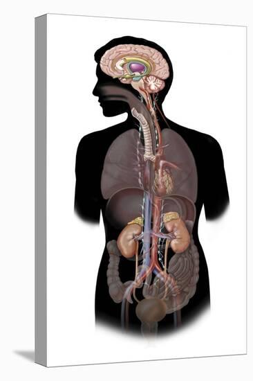 The Sympathetic Nervous System and the Organs of Fight-Or-Flight Response-null-Stretched Canvas