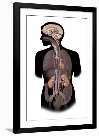 The Sympathetic Nervous System and the Organs of Fight-Or-Flight Response-null-Framed Art Print