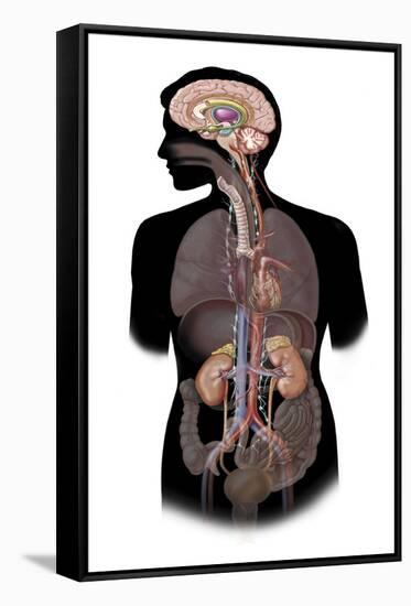 The Sympathetic Nervous System and the Organs of Fight-Or-Flight Response-null-Framed Stretched Canvas