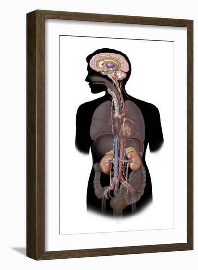 The Sympathetic Nervous System and the Organs of Fight-Or-Flight Response-null-Framed Art Print