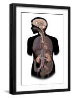 The Sympathetic Nervous System and the Organs of Fight-Or-Flight Response-null-Framed Art Print