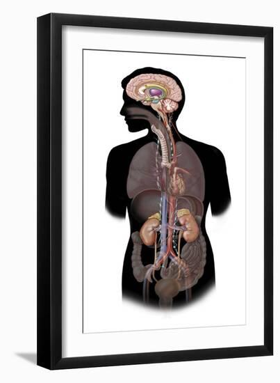 The Sympathetic Nervous System and the Organs of Fight-Or-Flight Response-null-Framed Art Print