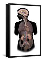 The Sympathetic Nervous System and the Organs of Fight-Or-Flight Response-null-Framed Stretched Canvas