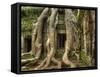 The Ta Prohm Temple Located at Angkor in Cambodia-Kyle Hammons-Framed Stretched Canvas