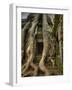 The Ta Prohm Temple Located at Angkor in Cambodia-Kyle Hammons-Framed Photographic Print