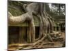 The Ta Prohm Temple Located at Angkor in Cambodia-Kyle Hammons-Mounted Photographic Print