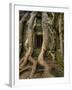 The Ta Prohm Temple Located at Angkor in Cambodia-Kyle Hammons-Framed Photographic Print