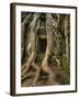 The Ta Prohm Temple Located at Angkor in Cambodia-Kyle Hammons-Framed Photographic Print