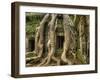 The Ta Prohm Temple Located at Angkor in Cambodia-Kyle Hammons-Framed Photographic Print