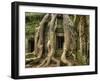 The Ta Prohm Temple Located at Angkor in Cambodia-Kyle Hammons-Framed Photographic Print