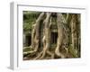 The Ta Prohm Temple Located at Angkor in Cambodia-Kyle Hammons-Framed Photographic Print