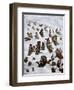 The Tabby Toboggan Club, 1898-Louis Wain-Framed Giclee Print