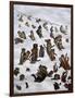 The Tabby Toboggan Club, 1898-Louis Wain-Framed Premium Giclee Print