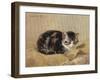 The Tabby-Henriette Ronner-Knip-Framed Giclee Print