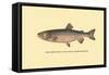 The Tahoe Trout-H.h. Leonard-Framed Stretched Canvas