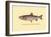 The Tahoe Trout-H.h. Leonard-Framed Art Print