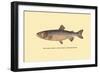 The Tahoe Trout-H.h. Leonard-Framed Art Print