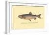 The Tahoe Trout-H.h. Leonard-Framed Art Print