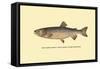 The Tahoe Trout-H.h. Leonard-Framed Stretched Canvas