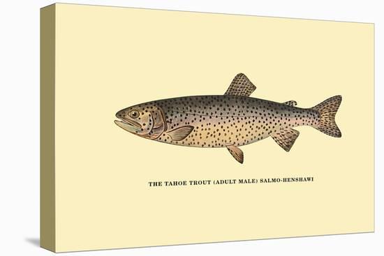 The Tahoe Trout-H.h. Leonard-Stretched Canvas