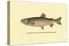 The Tahoe Trout-H.h. Leonard-Stretched Canvas