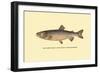 The Tahoe Trout-H.h. Leonard-Framed Art Print