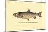 The Tahoe Trout-H.h. Leonard-Mounted Art Print