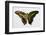 The Tailed Jay Butterfly, Comparing the Top and Bottom Wings-Darrell Gulin-Framed Photographic Print