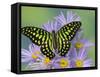 The Tailed Jay Butterfly on Flowers-Darrell Gulin-Framed Stretched Canvas